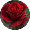 Bulgarian Rose