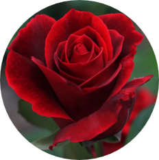 Bulgarian Rose