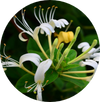 Honeysuckle