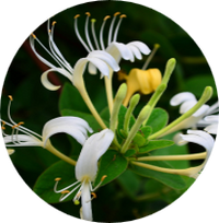 Honeysuckle