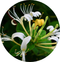 Honeysuckle