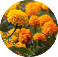 Marigold
