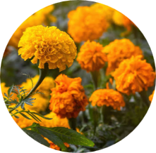 Marigold