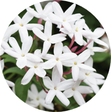 Jasmine