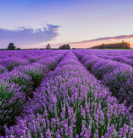 French Lavender
