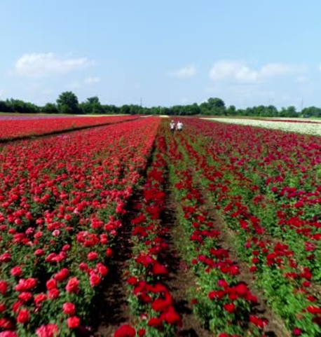 Bulgarian Rose