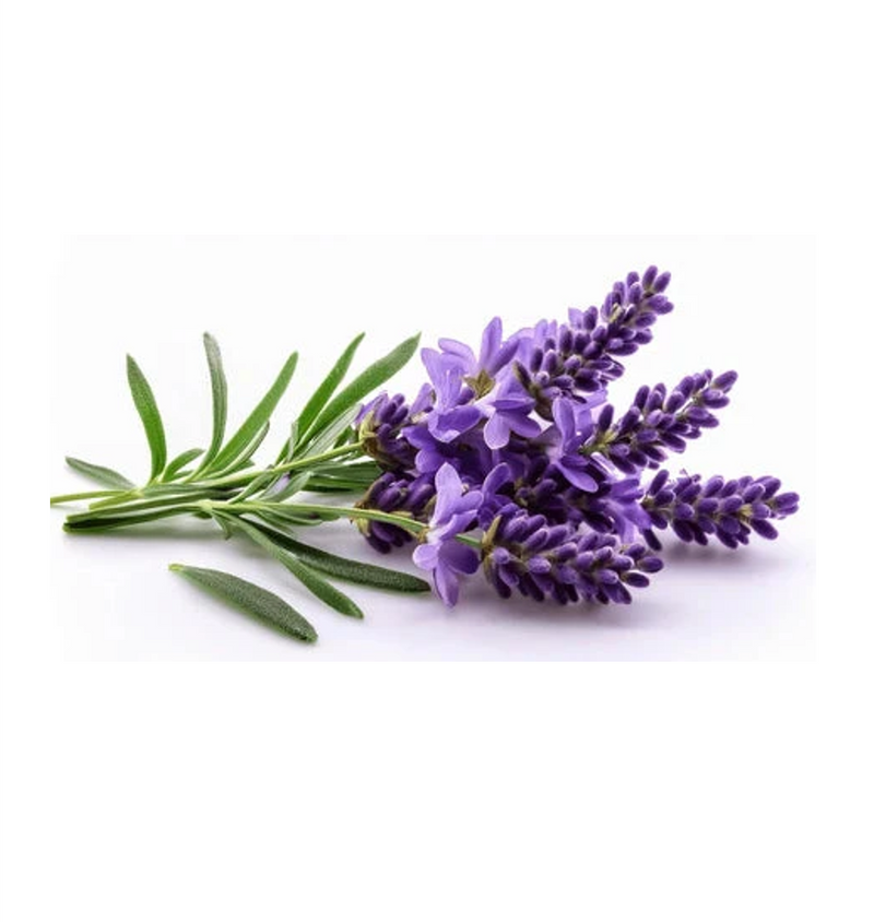 French Lavender
