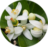 Orange Blossom