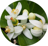 Orange Blossom
