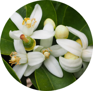 Orange Blossom