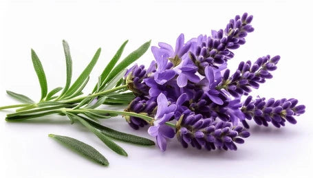 Amethyst - Relaxing Lavender