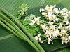 Orange Blossom