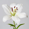 Jade -  Invigorating Oriental Lily